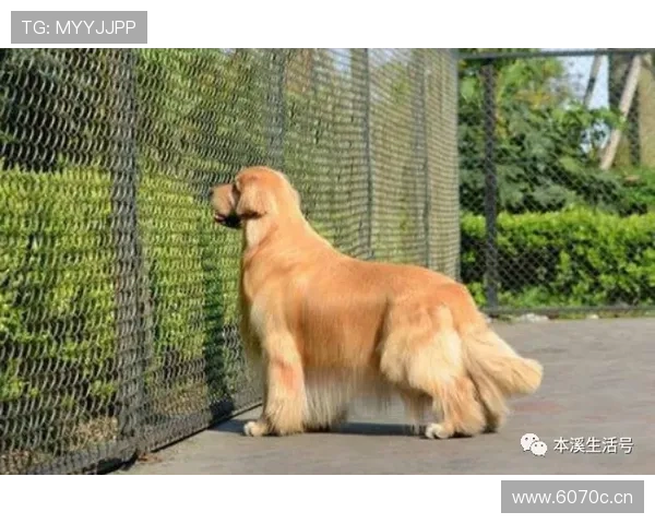 拉菲尼亚家的狗吃的都比我一周饭钱贵